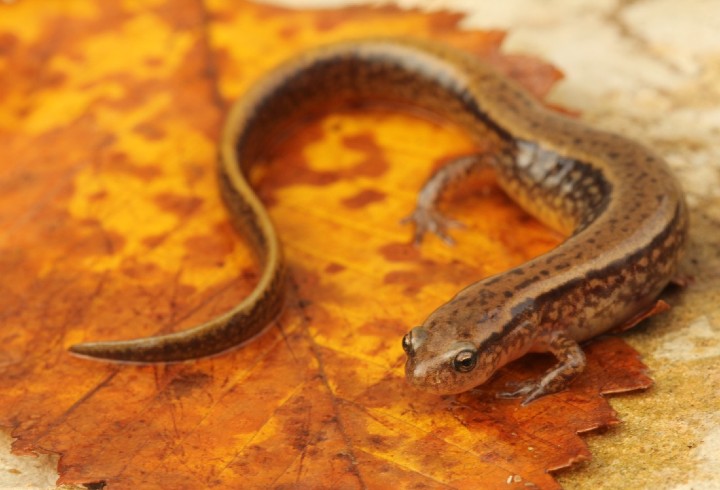 Northern Two-lined Salamander